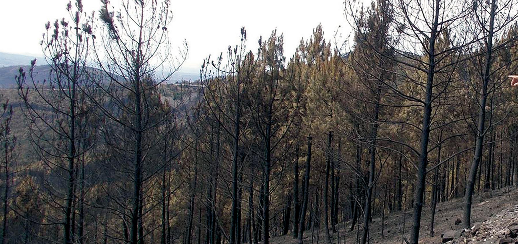 Incêncios