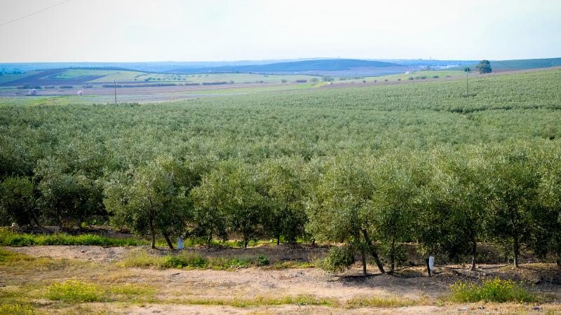 Declaração sobre culturas super intensivas